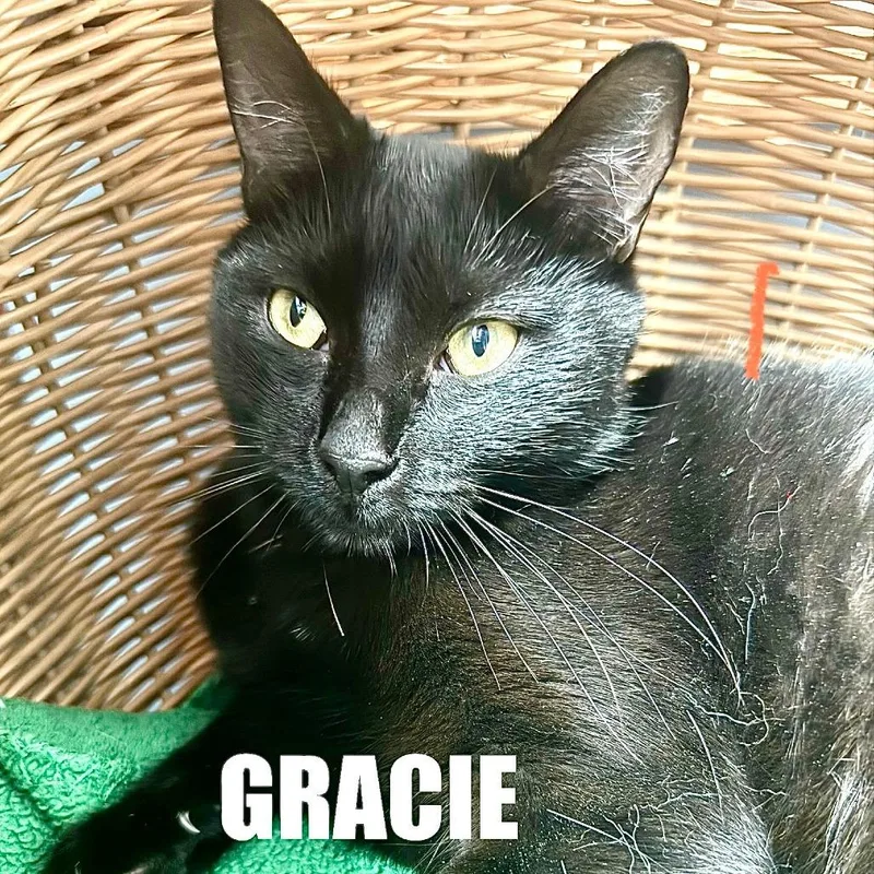 Gracie