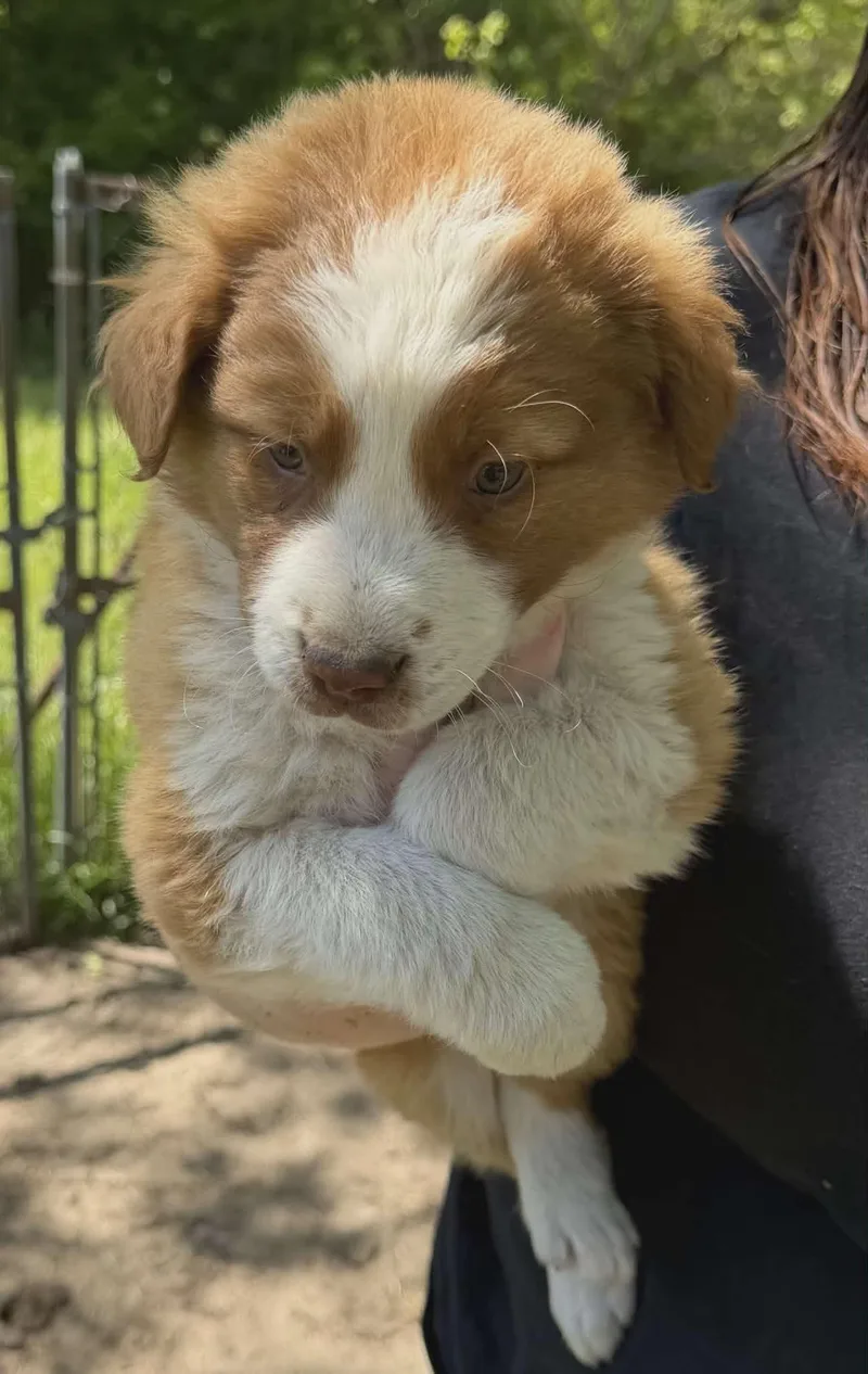 A baby medium-sized male Apricot / Beige Border Collie dog named Lenny for adoption in Hamilton , NJ
