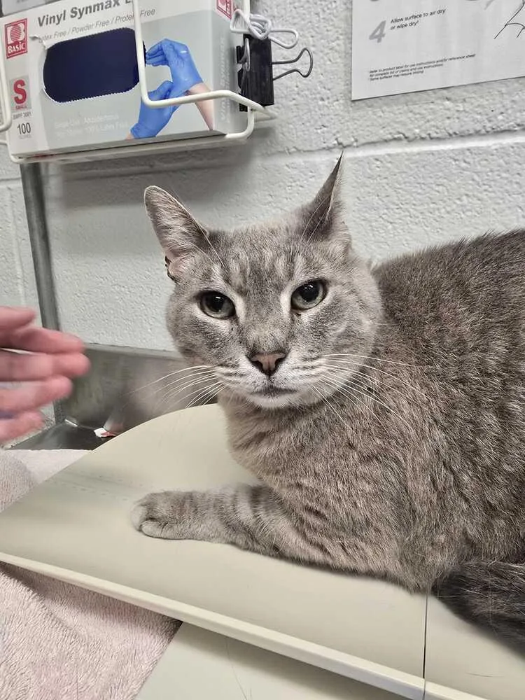An adult large-sized male Gray & White Domestic Short Hair cat named Yeti for adoption in Bowling Green, OH