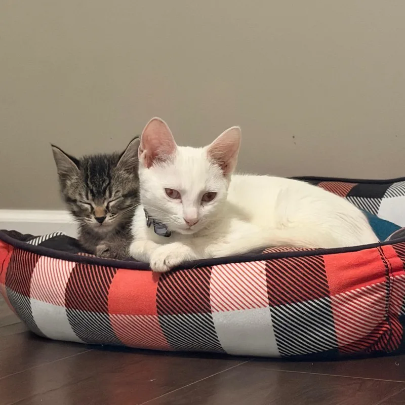 A baby small-sized female Domestic Short Hair cat named Brona Croft for adoption in Chaska, MN