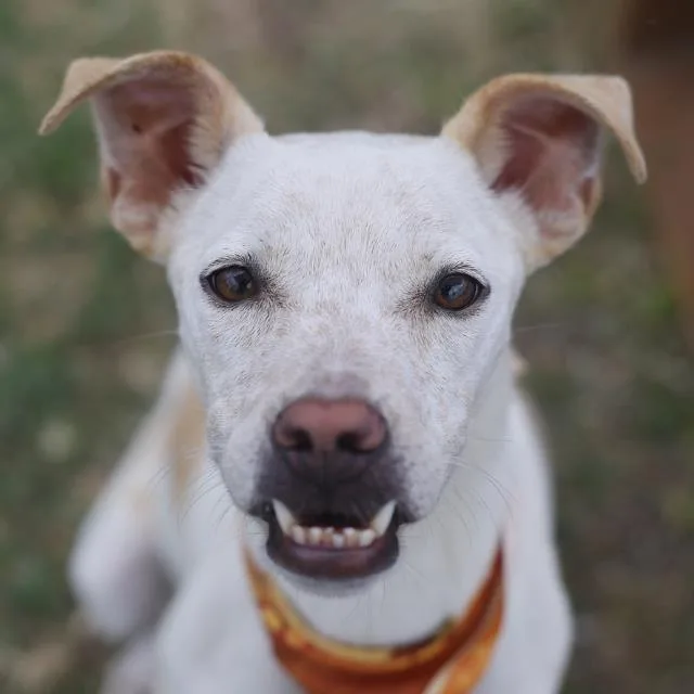 A young medium-sized female Australian Kelpie dog named Rebel for adoption in San Antonio, TX