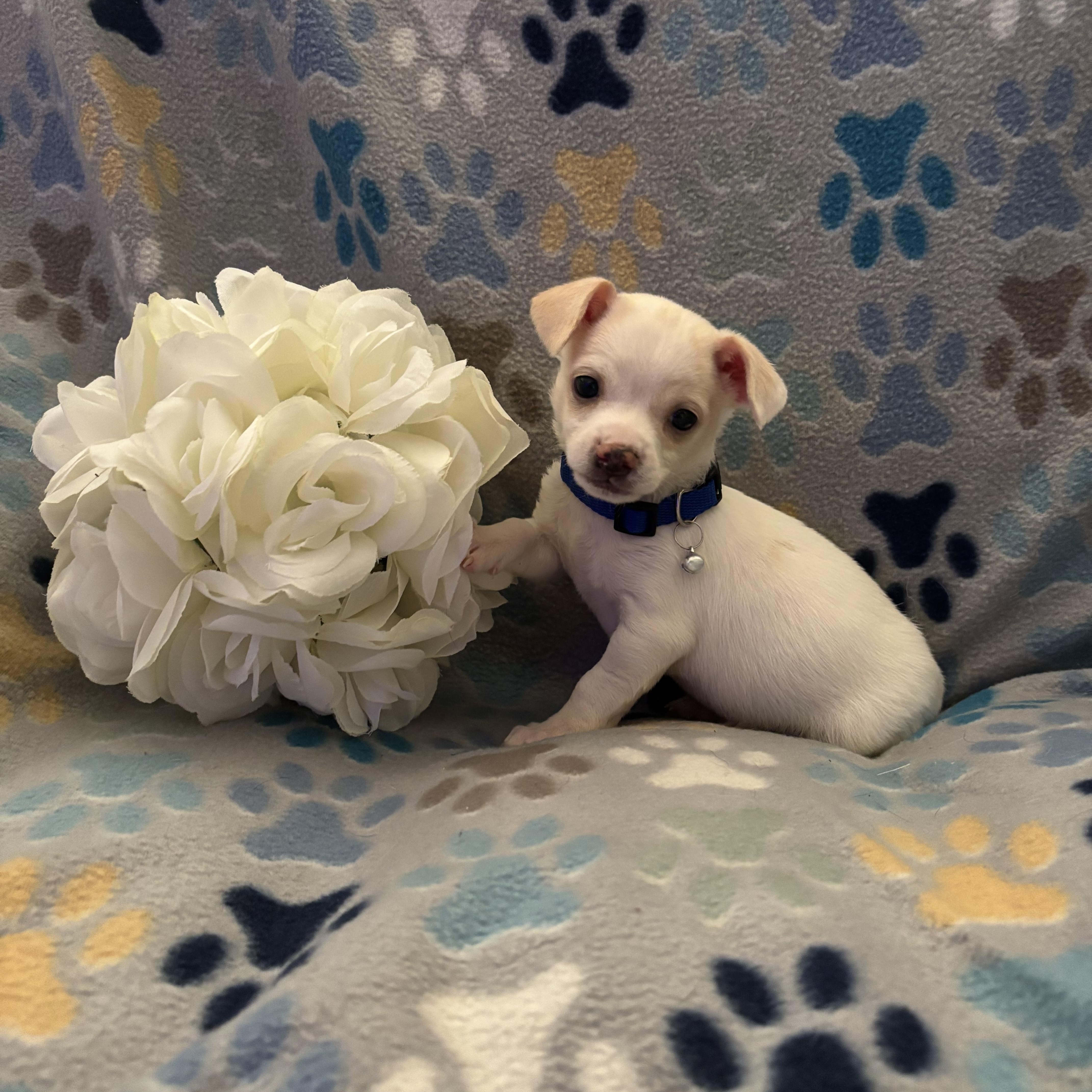 A baby small-sized male White / Cream Chihuahua dog named Blueberry for adoption in Corona, CA