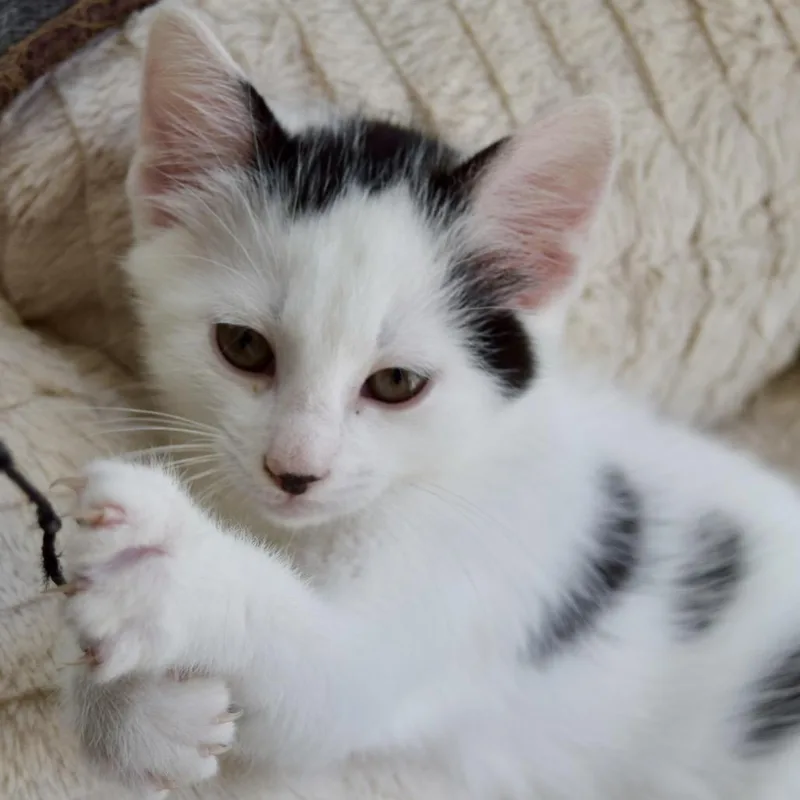 A baby small-sized male Domestic Short Hair cat named Buzz Lightyear for adoption in SLIPPERY ROCK, PA