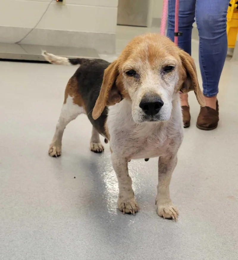 A senior medium-sized female Beagle dog named Baby Ruth for adoption in Chillicothe, OH