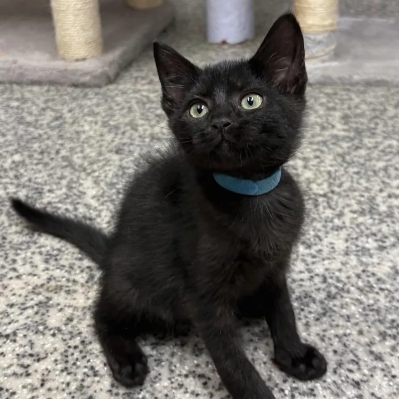 A baby small-sized male Black Domestic Short Hair cat named F&F: Finley for adoption in Falls Church, VA