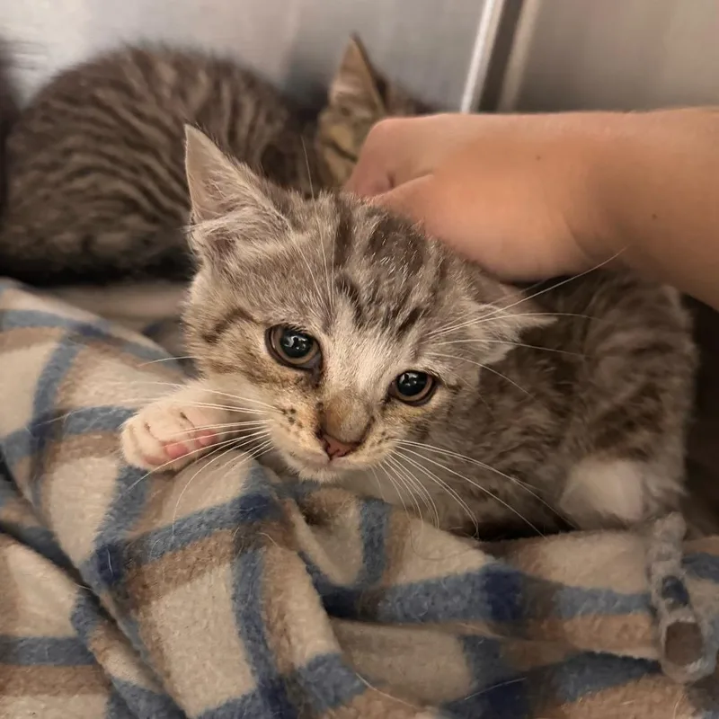 A baby small-sized female Gray / Blue / Silver Domestic Short Hair cat named Tiramisu for adoption in Newark, DE