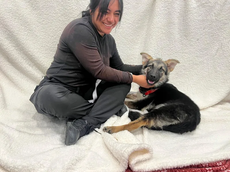 A young large-sized female Black German Shepherd Dog dog named Mary Kate Von Mehren for adoption in Los Angeles, CA