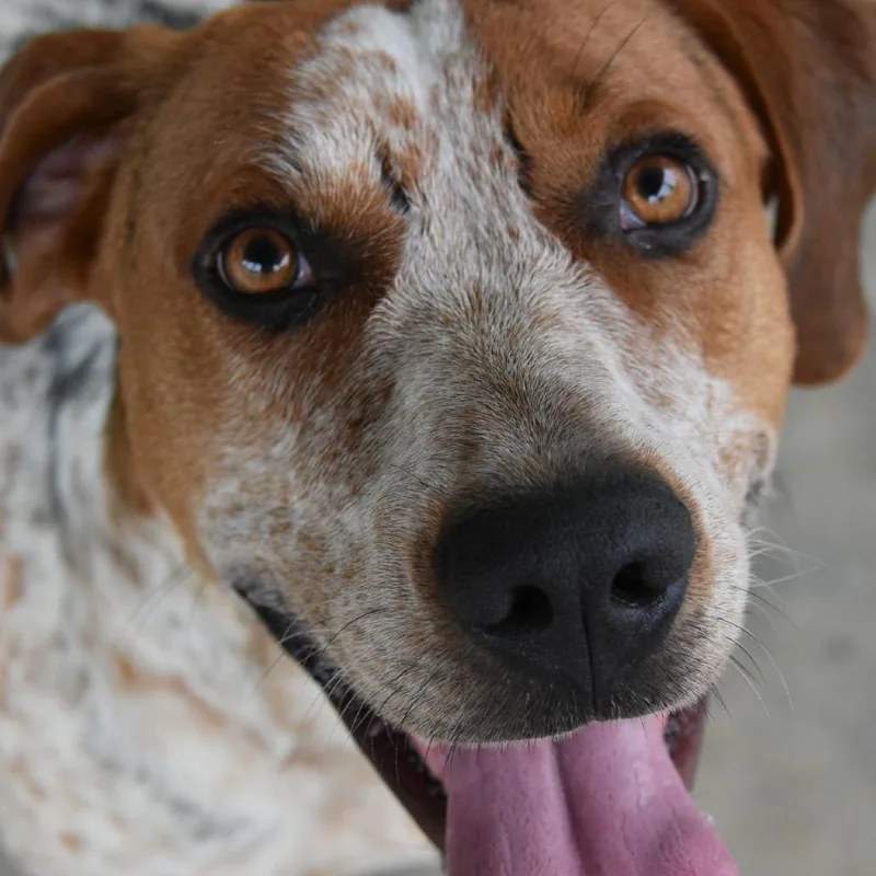 An adult medium-sized male Brown / Chocolate Coonhound dog named Cornbread for adoption in Columbus, NC