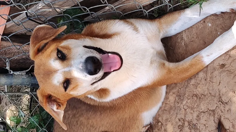 An adult medium-sized female Bicolor Shepherd dog named Cupcake for adoption in Paradise, TX
