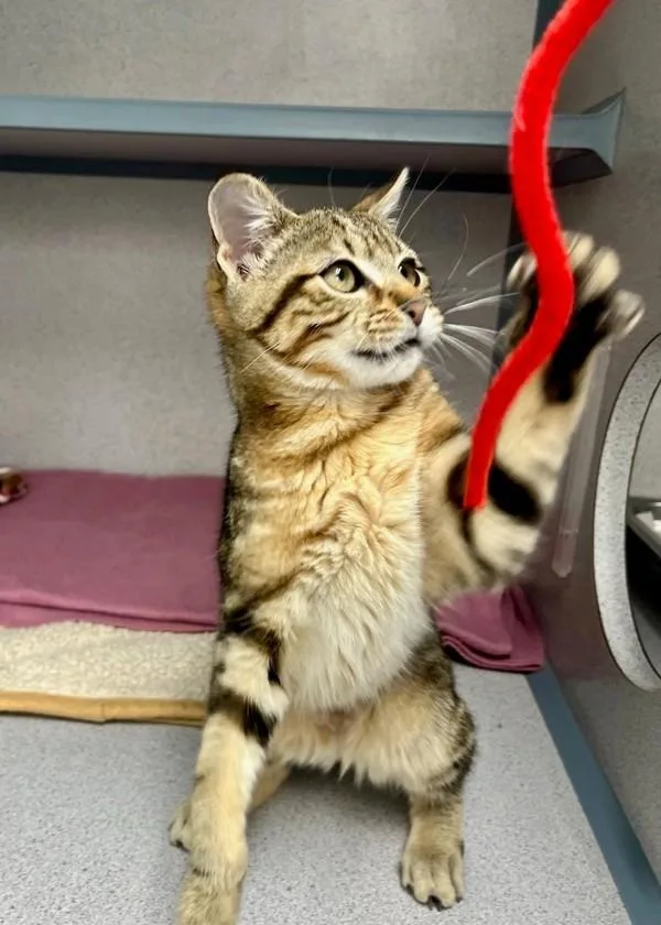 A baby small-sized female Domestic Short Hair cat named Fiona for adoption in Skillman, NJ