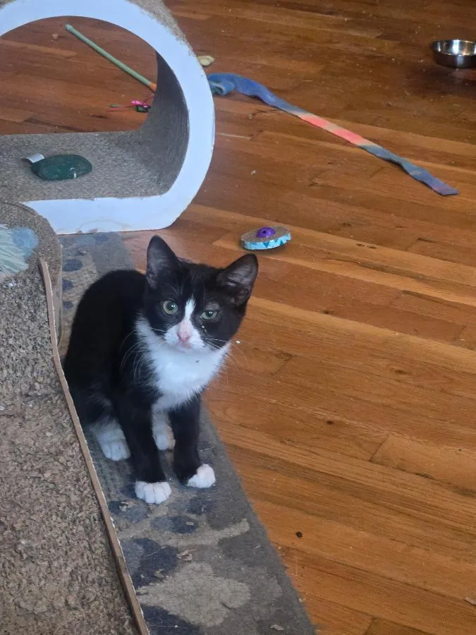 A baby small-sized female Black & White / Tuxedo Domestic Short Hair cat named Stars for adoption in Brooklyn, NY