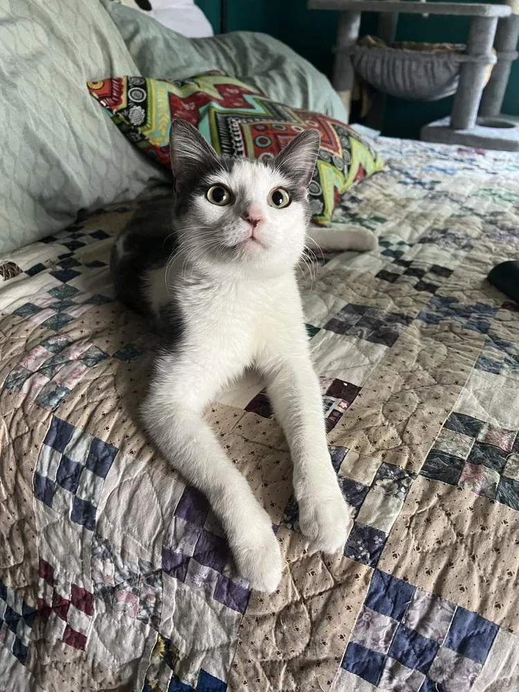 A young medium-sized female Gray & White Domestic Short Hair cat named Jillready In June for adoption in Burlington, NC