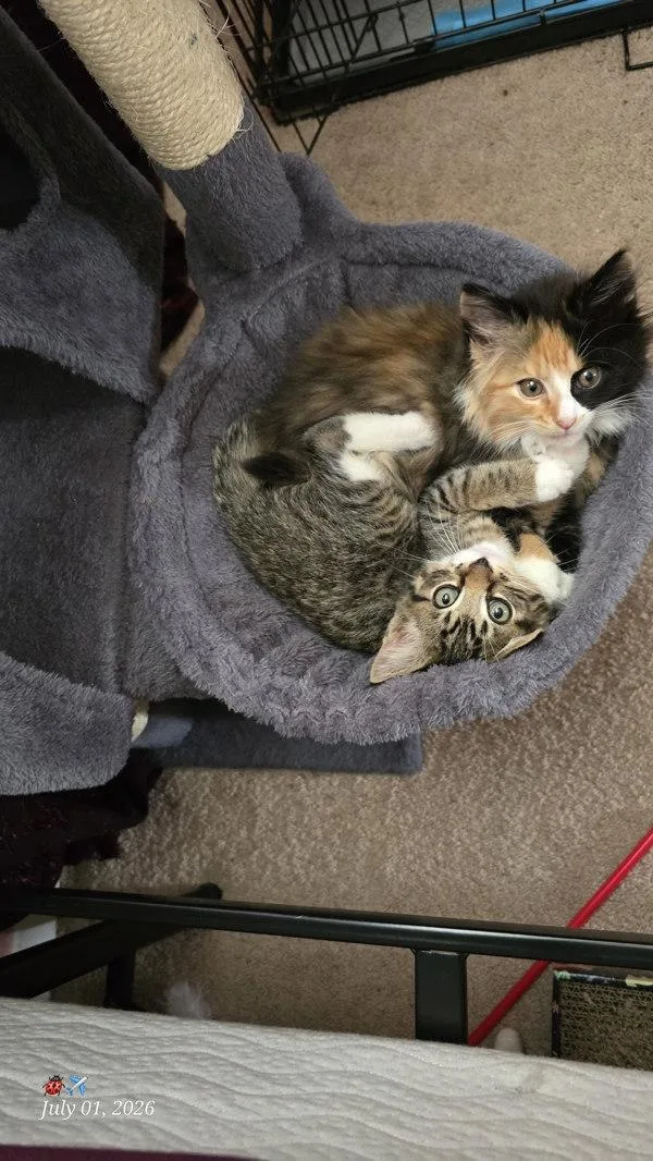 A baby small-sized female Domestic Medium Hair cat named Beautiful Buttons for adoption in Millersville, MD
