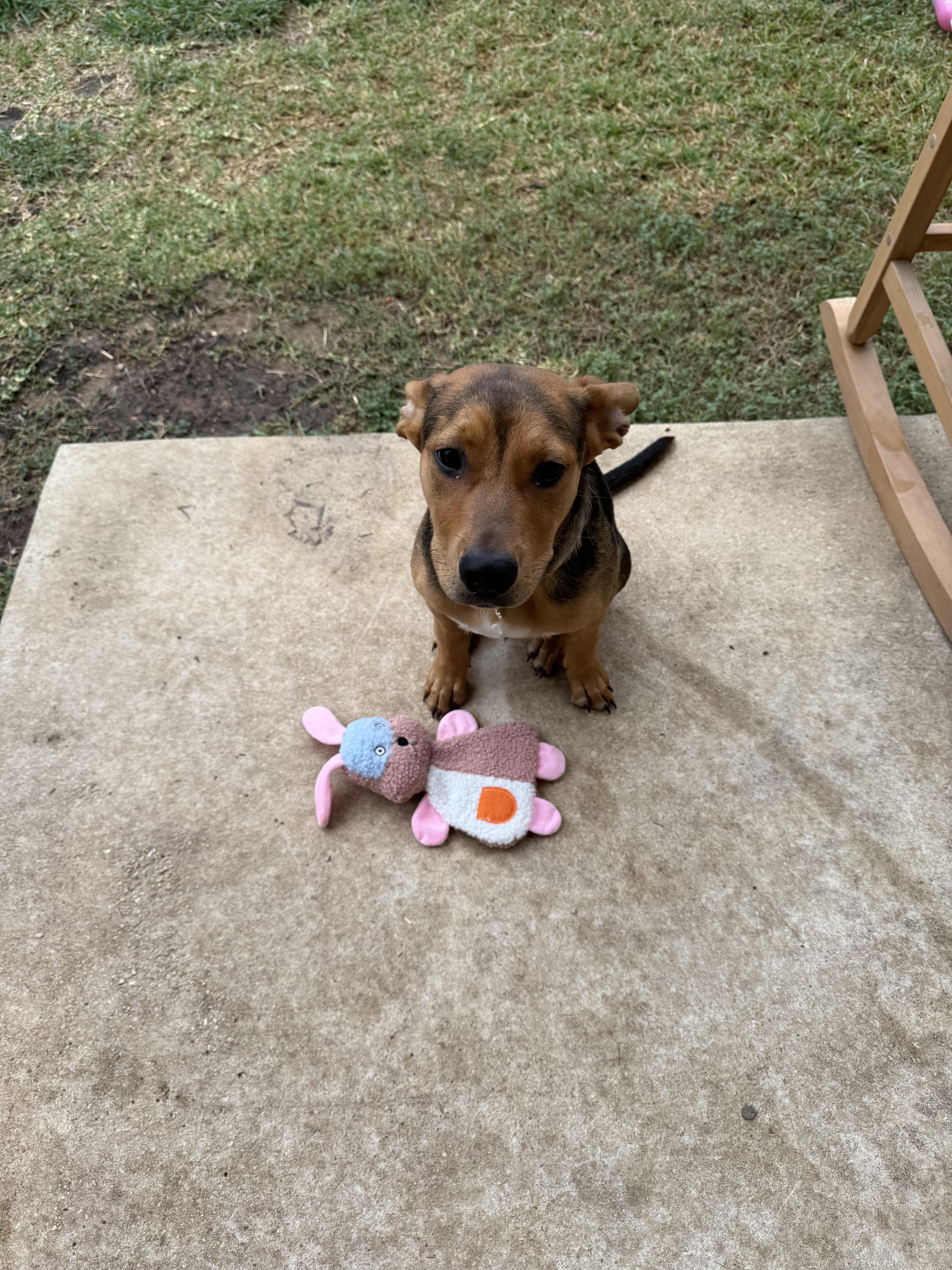 A baby medium-sized female Tricolor (Brown, Black, & White) Shepherd dog named Peaches for adoption in San Antonio, TX