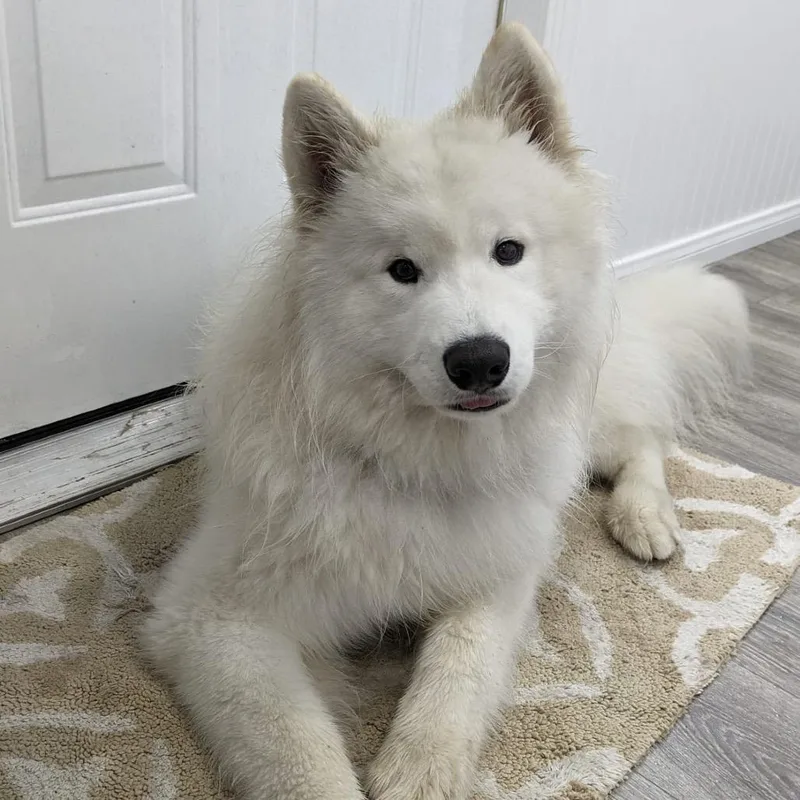 Einstein thumbnail 3