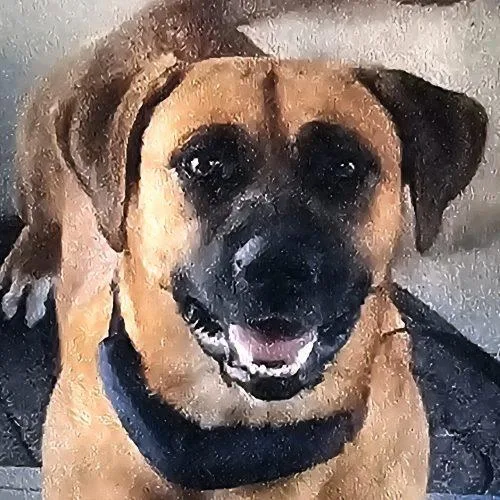 A baby medium-sized male Apricot / Beige Dachshund dog named Coco Stardust for adoption in Biloxi, MS