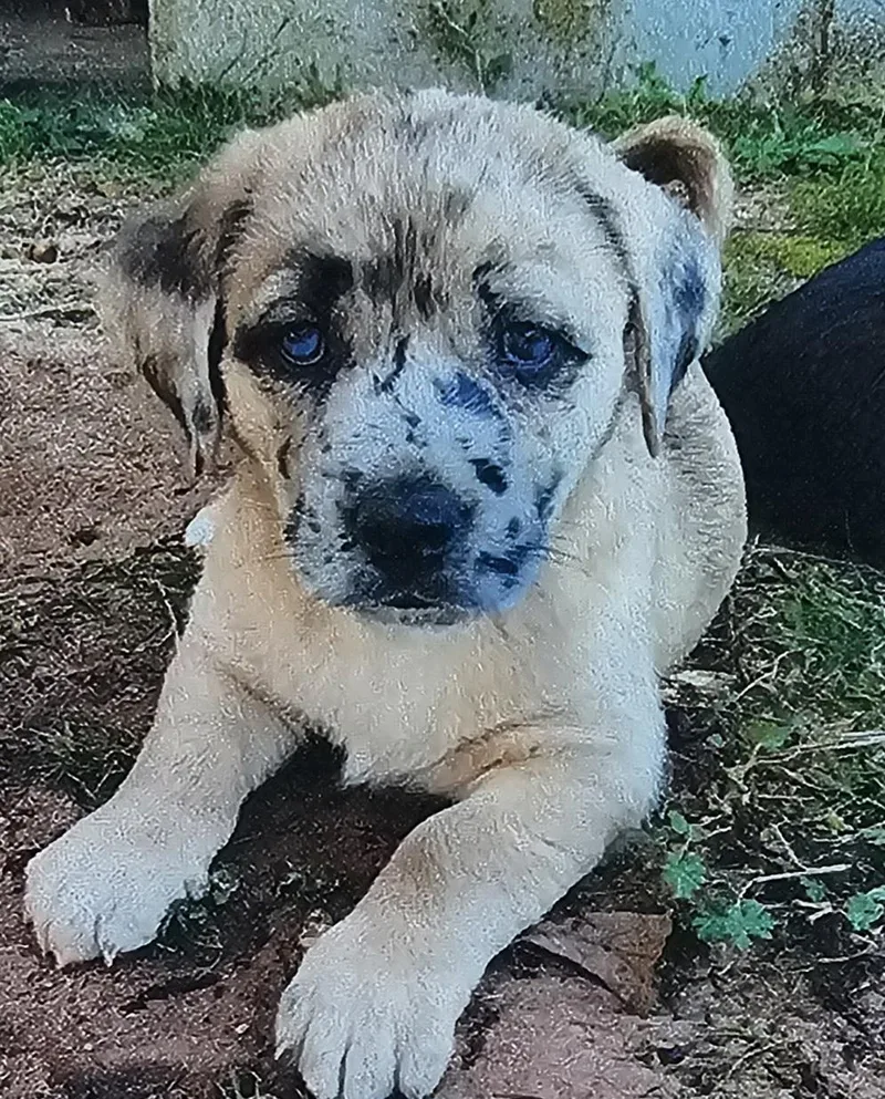 Coco Stardust thumbnail 2