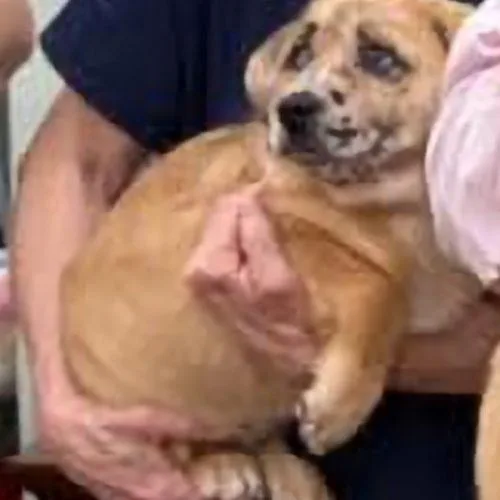 Coco Stardust thumbnail 3