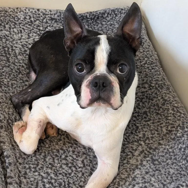 A young small-sized male Black Boston Terrier dog named Chase for adoption in Eaton, OH