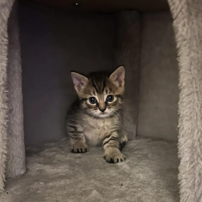 A baby small-sized male Brown / Chocolate Domestic Short Hair cat named Robby for adoption in Asheville, NC