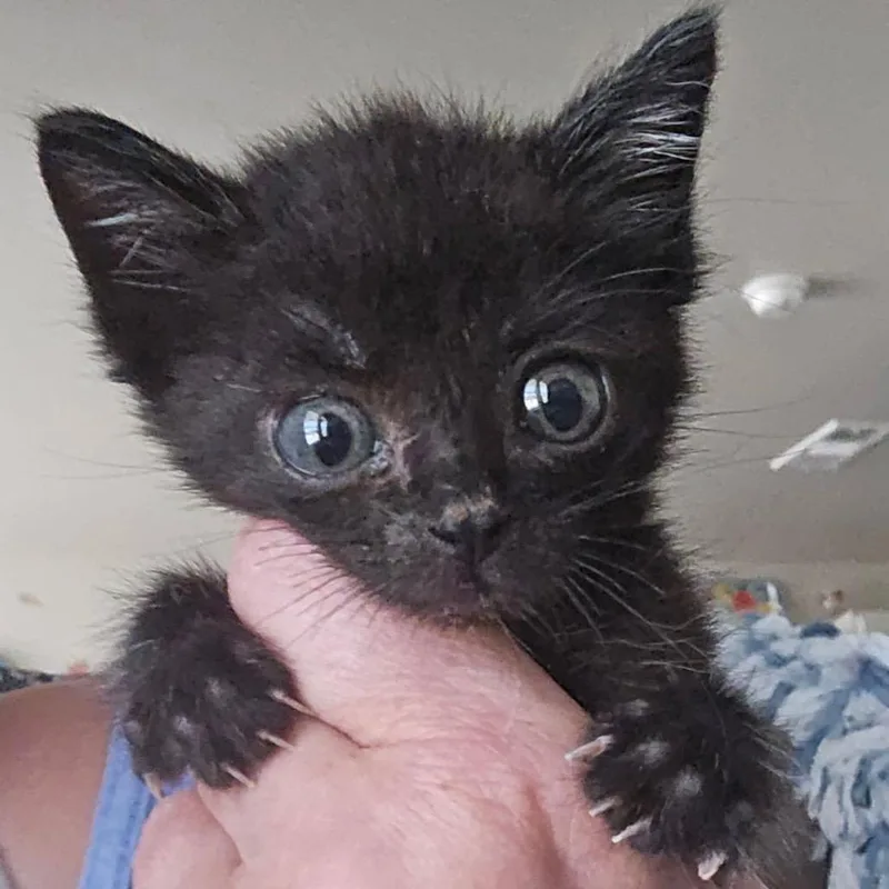 A baby small-sized male Black Domestic Short Hair cat named Wayne for adoption in Midland, TX