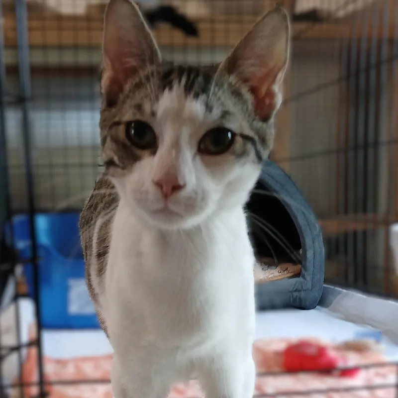 An adult medium-sized male Brown / Chocolate Domestic Short Hair cat named Rembrandt for adoption in Germansville, PA