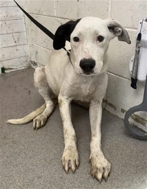 A baby small-sized male German Shepherd Dog dog named A.k. for adoption in San Bernardino, CA