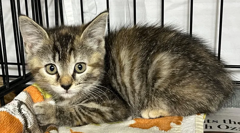 A young medium-sized male Tabby (Brown / Chocolate) Domestic Short Hair cat named Root Beer for adoption in Williamsburg, VA
