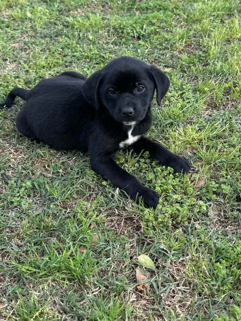 A baby medium-sized female Mixed Breed dog named Dalia for adoption in Fond Du Lac, WI