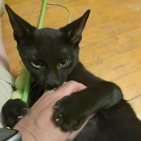 A baby medium-sized male Black Domestic Short Hair cat named Vincent Price for adoption in Medina, OH
