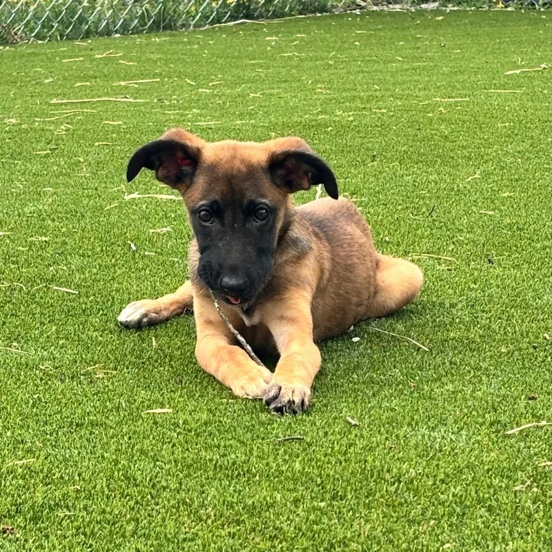 A baby small-sized female Yellow / Tan / Blond / Fawn Great Dane dog named Cooked for adoption in Parkersburg, WV