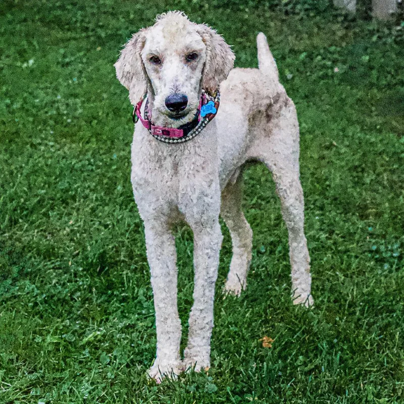 An adult medium-sized male White / Cream Poodle dog named Buzz for adoption in Arlington Heights, IL