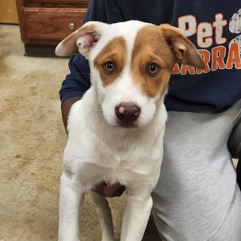 A baby medium-sized male White / Cream Hound dog named Hanzel U for adoption in Tupelo, MS