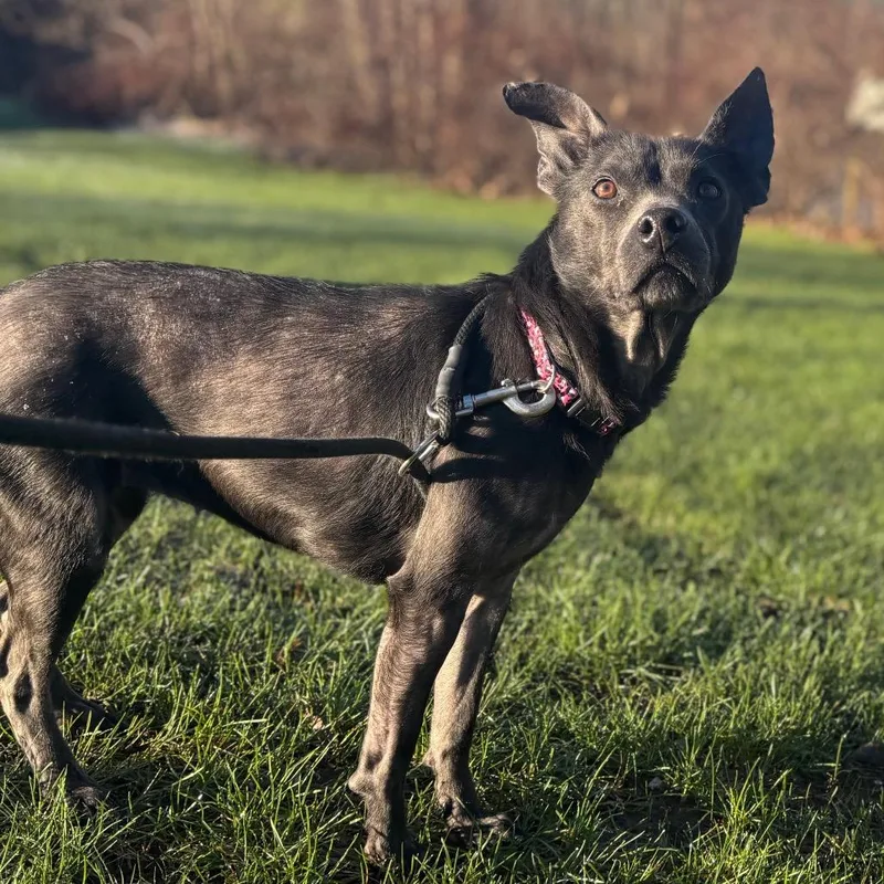 An adult medium-sized female Black Mixed Breed dog named Bleu for adoption in Grand Rapids, MI