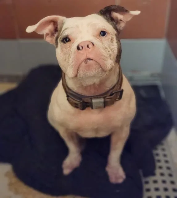 A young medium-sized female English Bulldog dog named Samwell for adoption in Houston, TX