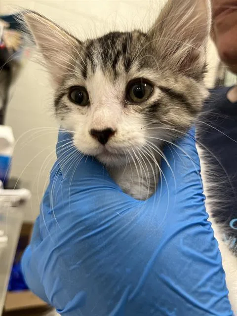 A baby small-sized female Domestic Medium Hair cat named A for adoption in Chula Vista, CA