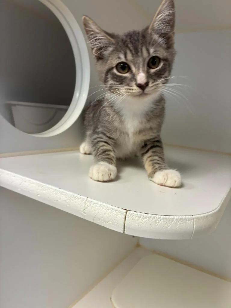 A baby small-sized male Domestic Short Hair cat named Xaden for adoption in Clarksville, TN