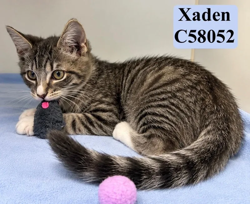 Xaden thumbnail 2