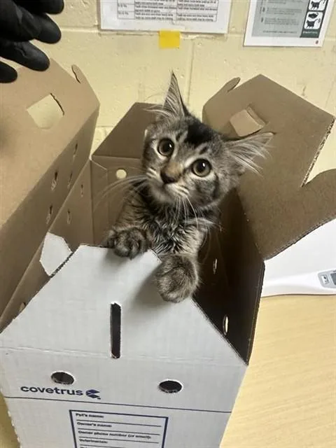 A baby small-sized female Domestic Long Hair cat named Bee Bee for adoption in Sacramento, CA