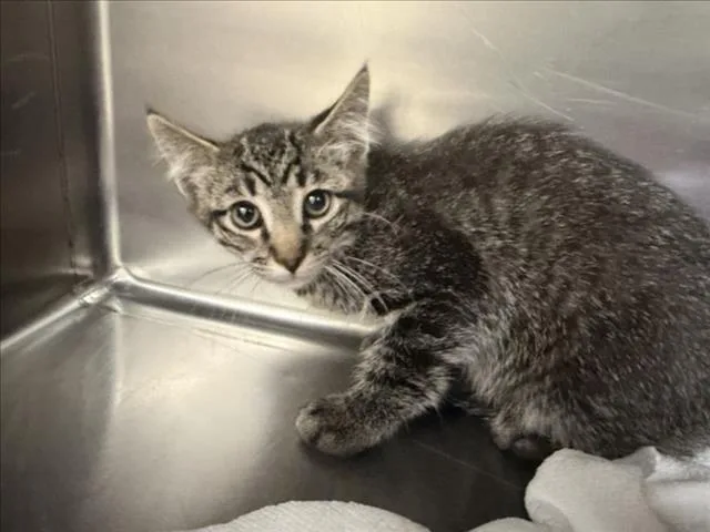 A baby small-sized female Domestic Short Hair cat named Kimmie for adoption in Santa Fe, NM