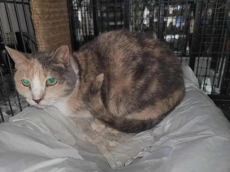 An adult medium-sized female Dilute Calico cat named Delilah for adoption in Locust Grove, VA
