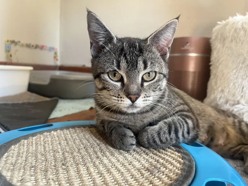 Momma Laurel thumbnail 2