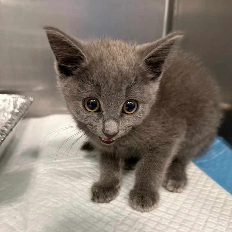 A baby small-sized female Gray / Blue / Silver Domestic Short Hair cat named Wiggle Wiggles for adoption in Greensboro, NC