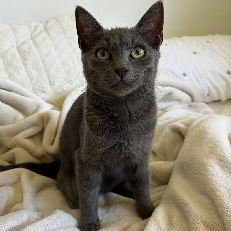 A baby small-sized female Domestic Short Hair cat named Pesto for adoption in Talent, OR