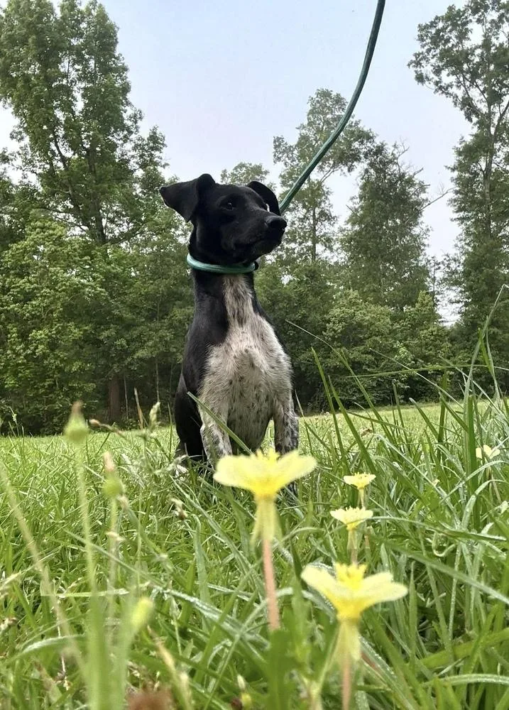 An adult small-sized female Tricolor (Brown, Black, & White) Dachshund dog named Sparkles for adoption in Syracuse, NY