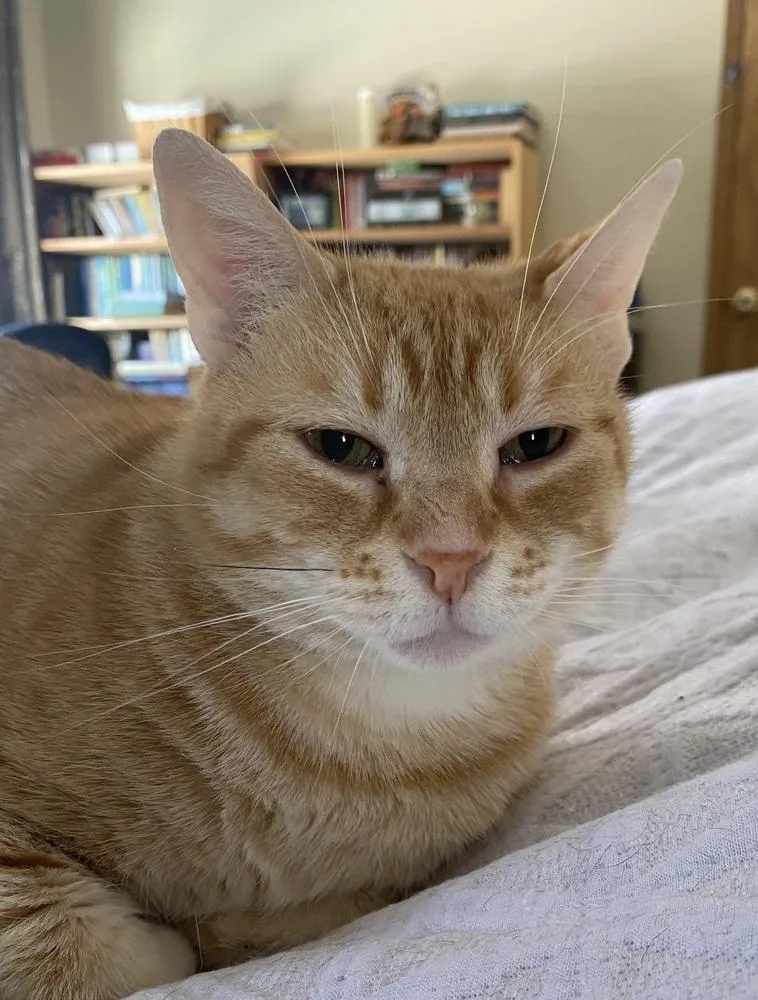 An adult medium-sized female Orange & White Domestic Short Hair cat named Avery for adoption in Greene, NY