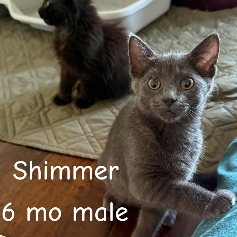 Shimmer & Shade