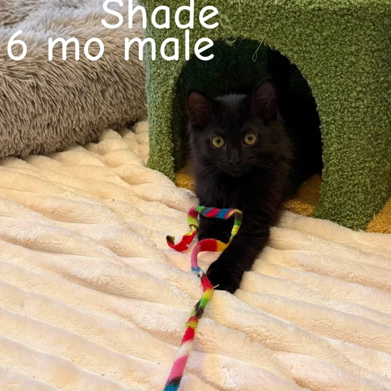 Shimmer & Shade thumbnail 5