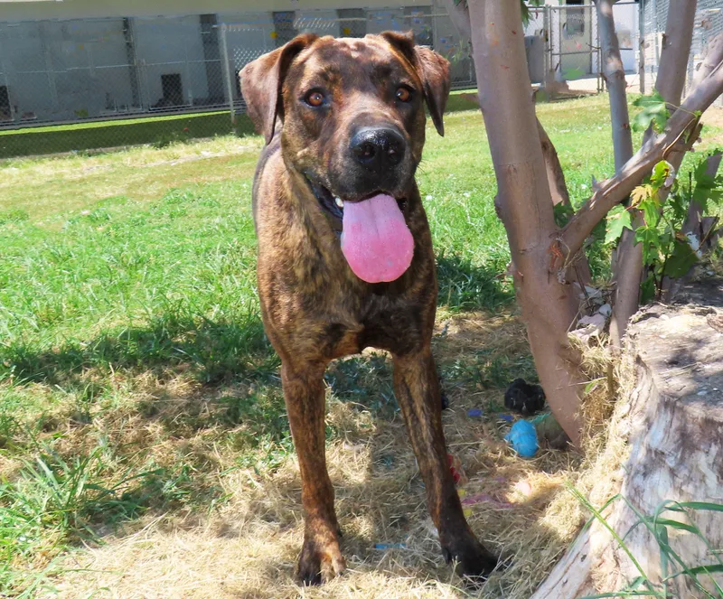 A young large-sized female Plott Hound dog named Flower CB for adoption in Rogers, AR