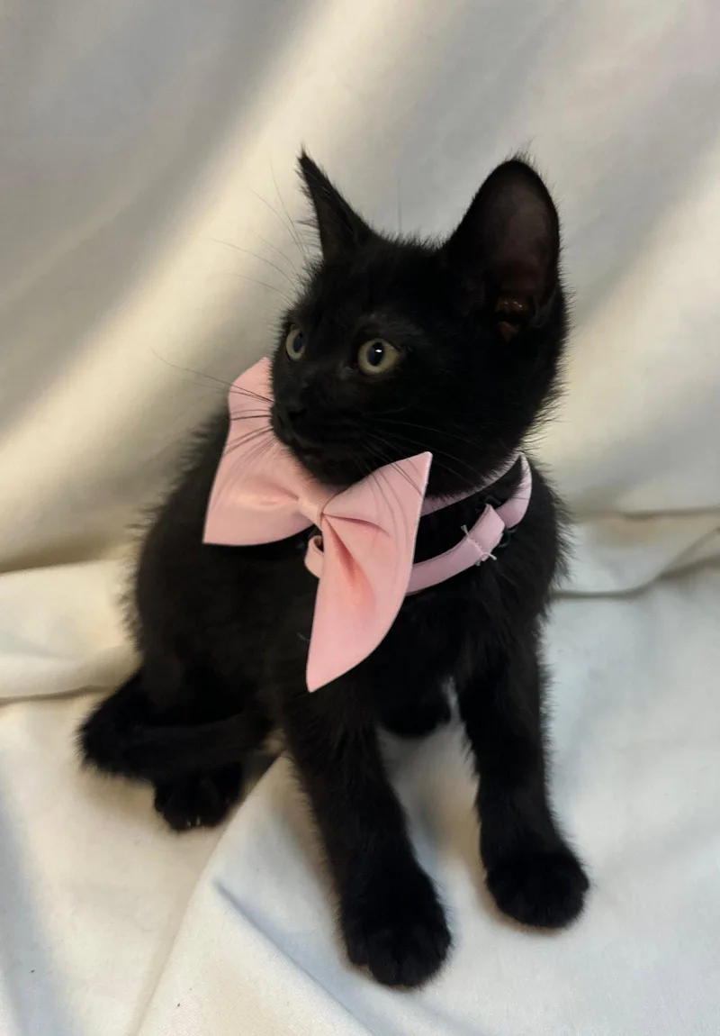 A baby medium-sized female Black Domestic Short Hair cat named Cranberry for adoption in Margate, FL